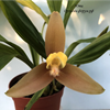 lycaste lasioglossa